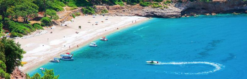 pumpkin dark pumpkin dark